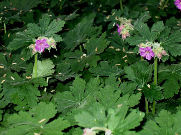 n_n_b_50  Geranie.jpg